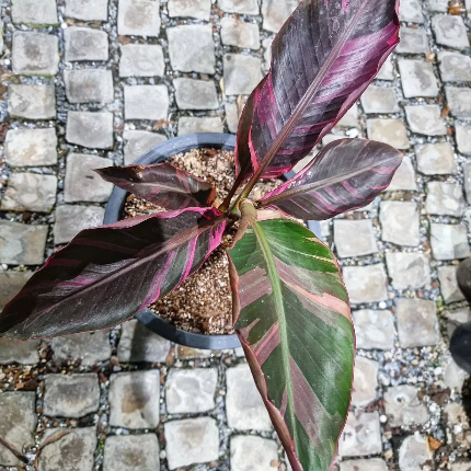 Banana Pink Musa "No No" variegated aka "NoNo" TC Plantlet: In Vitro