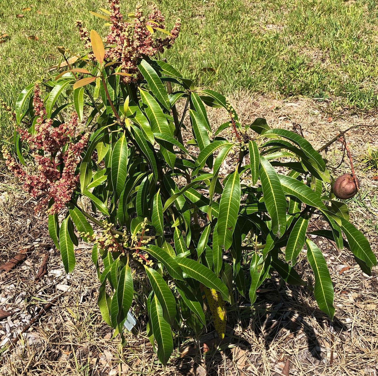 Tommy Atkins Mango Tree (Grafted) – Fast Fruiting