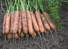Aranka F1 Baby Carrot Seeds