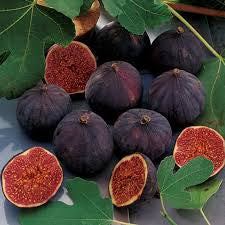 Patio Sized Hardy Fig Tree