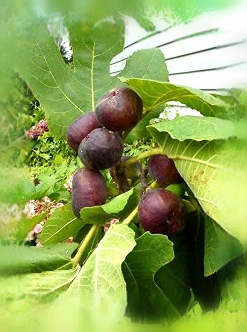 Patio Sized Hardy Fig Tree
