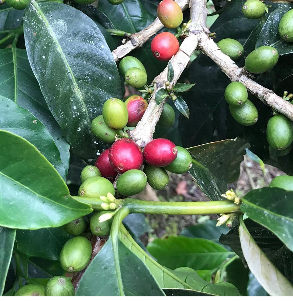 Patio Arabian Coffee Plant