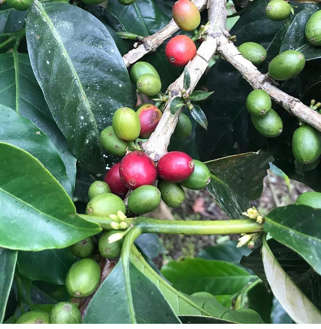 Patio Arabian Coffee Plant