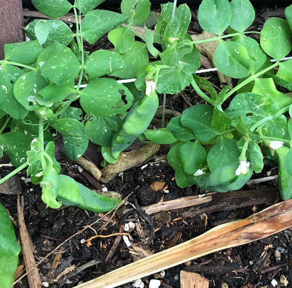 Thomas Laxton Pea Seeds