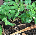 Thomas Laxton Pea Seeds