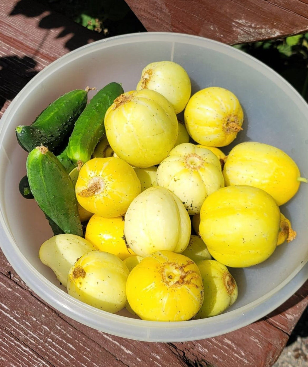 Lemon Cucumber Heirloom Cucumber Seeds