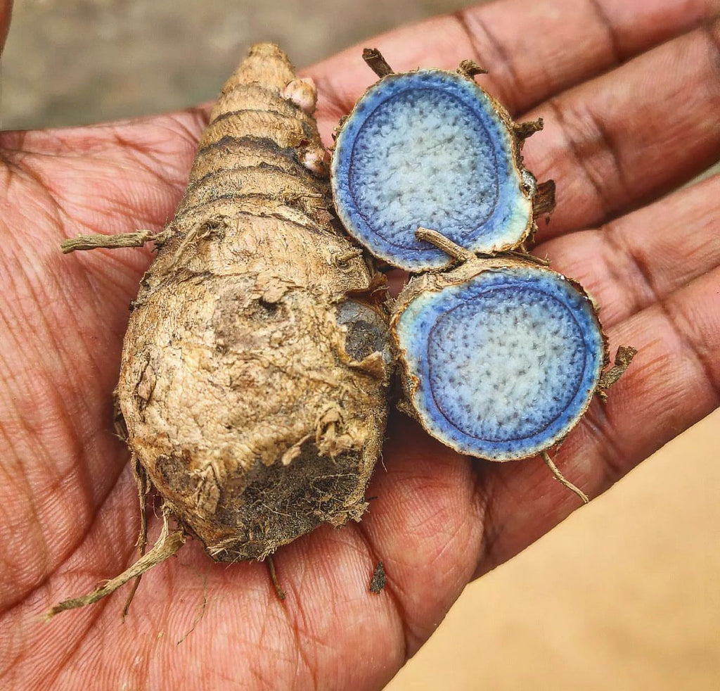 PREORDER Rainbow Turmeric and Ginger Variety Mix