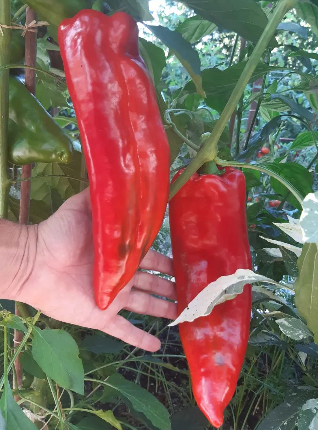 Marconi Red Pepper Organic Heirloom Seeds