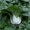 Hotau Pak Choi Cabbage Seeds