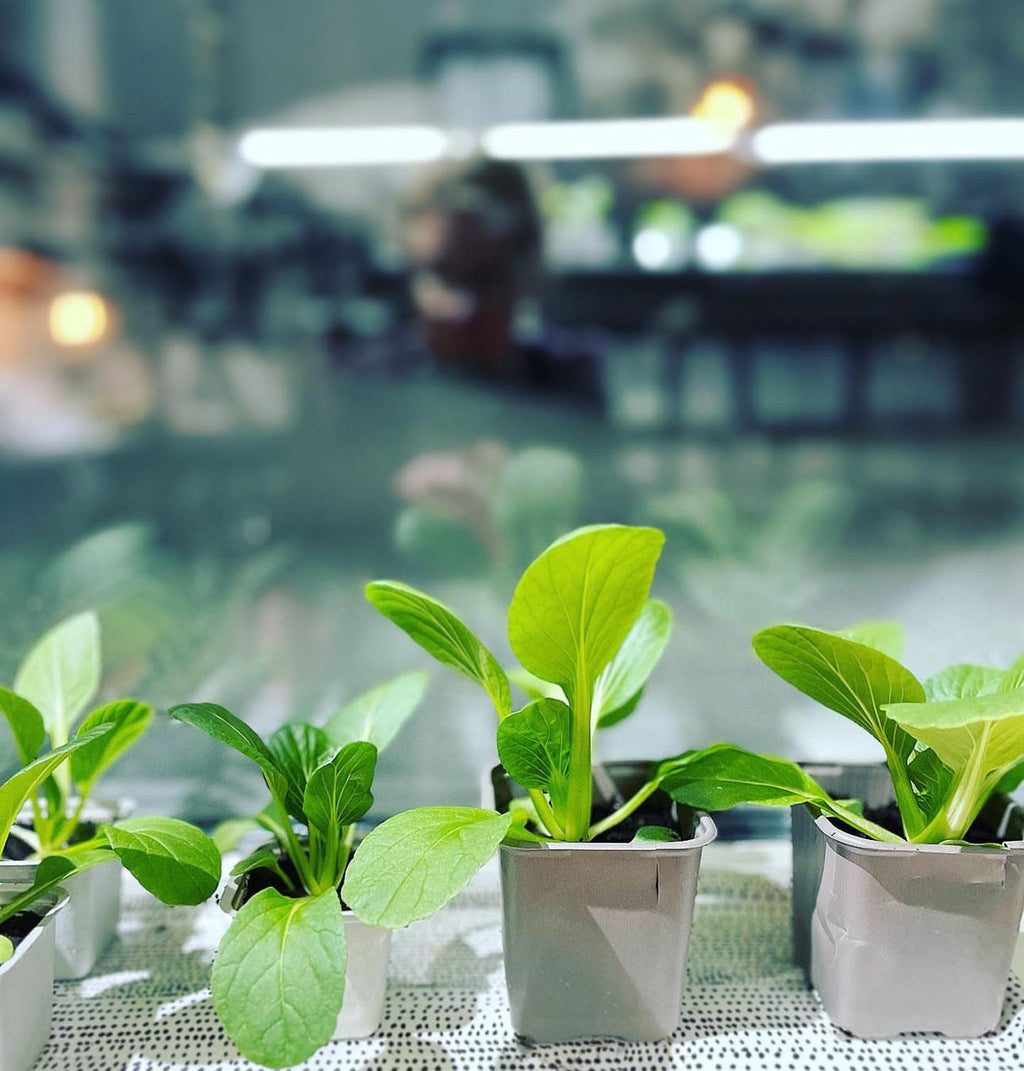 Hotau Pak Choi Cabbage Seeds