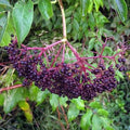 PREORDER Elderberry Cuttings
