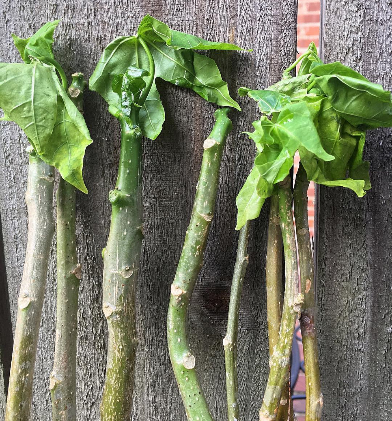 Chaya Cuttings