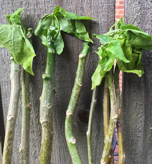 Chaya Cuttings