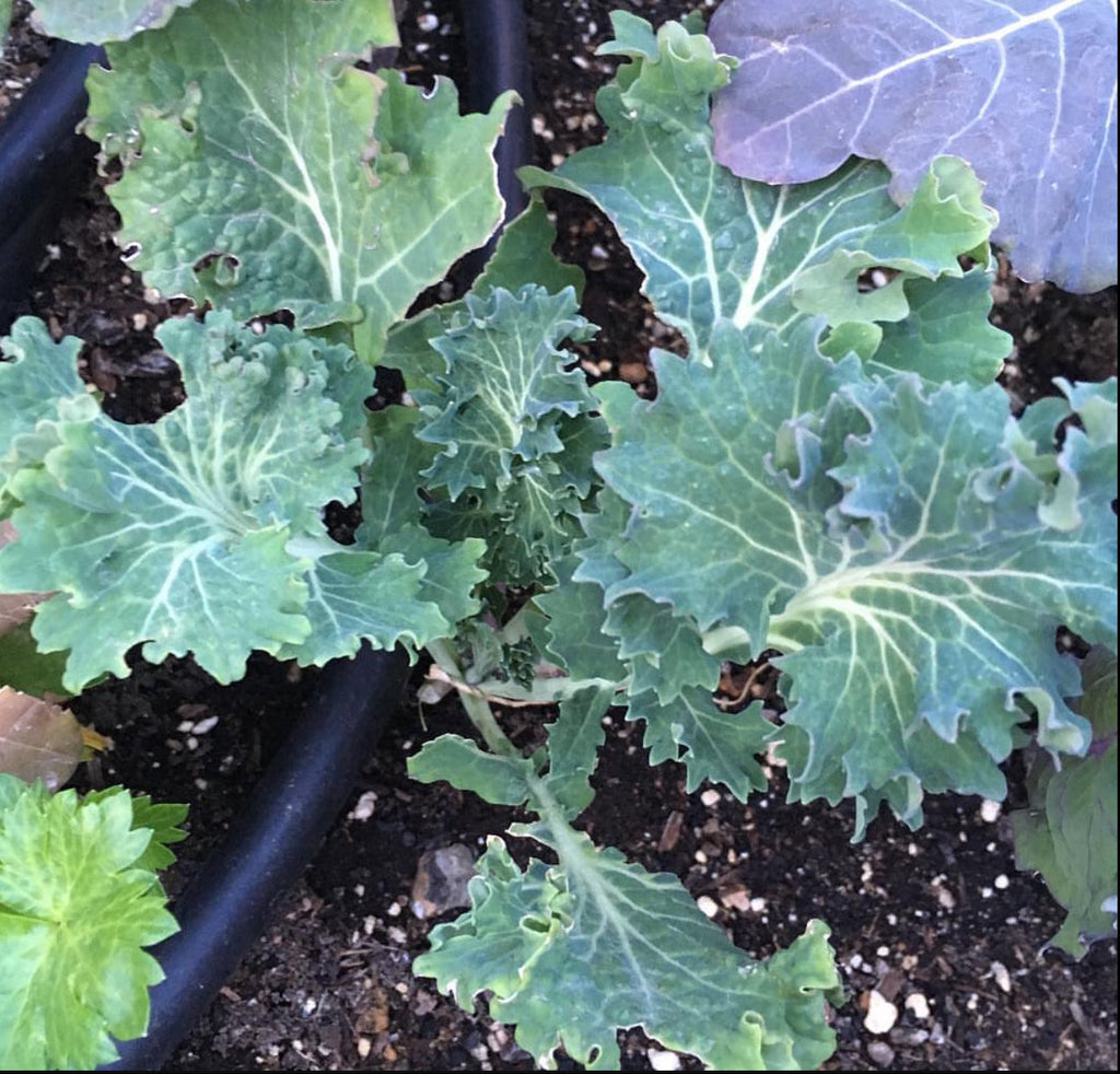 Slow Bolt Cilantro and White Russian Mix Seeds
