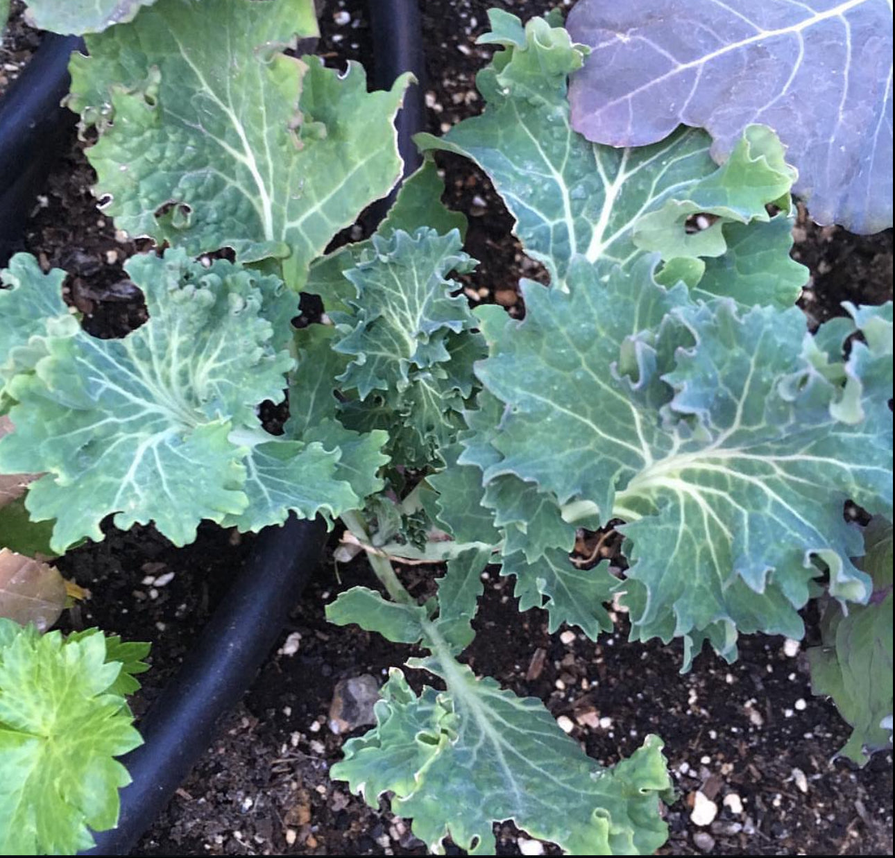 Slow Bolt Cilantro and White Russian Mix Seeds