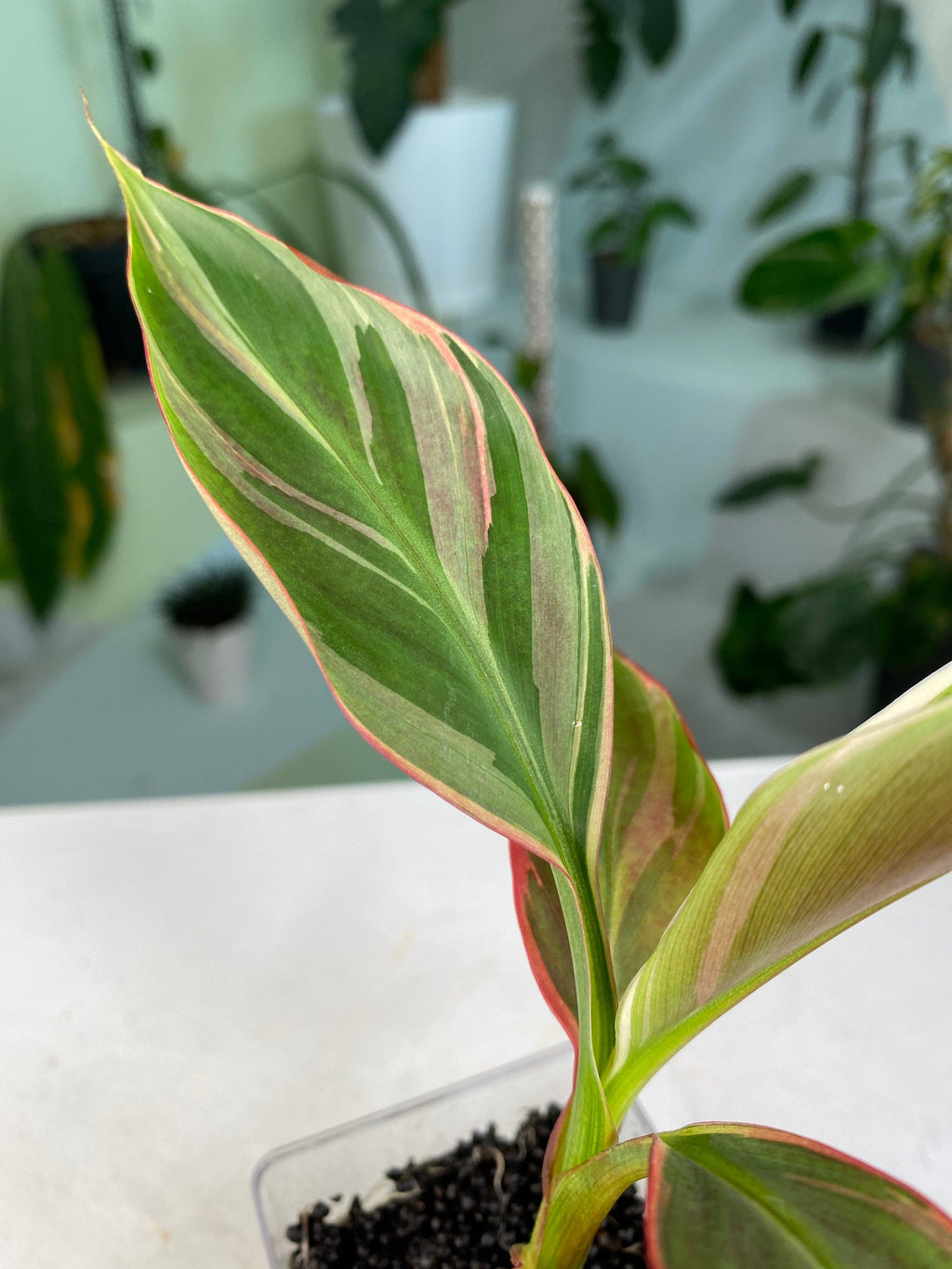 Banana Pink Musa "No No" variegated aka "NoNo" TC Plantlet: In Vitro