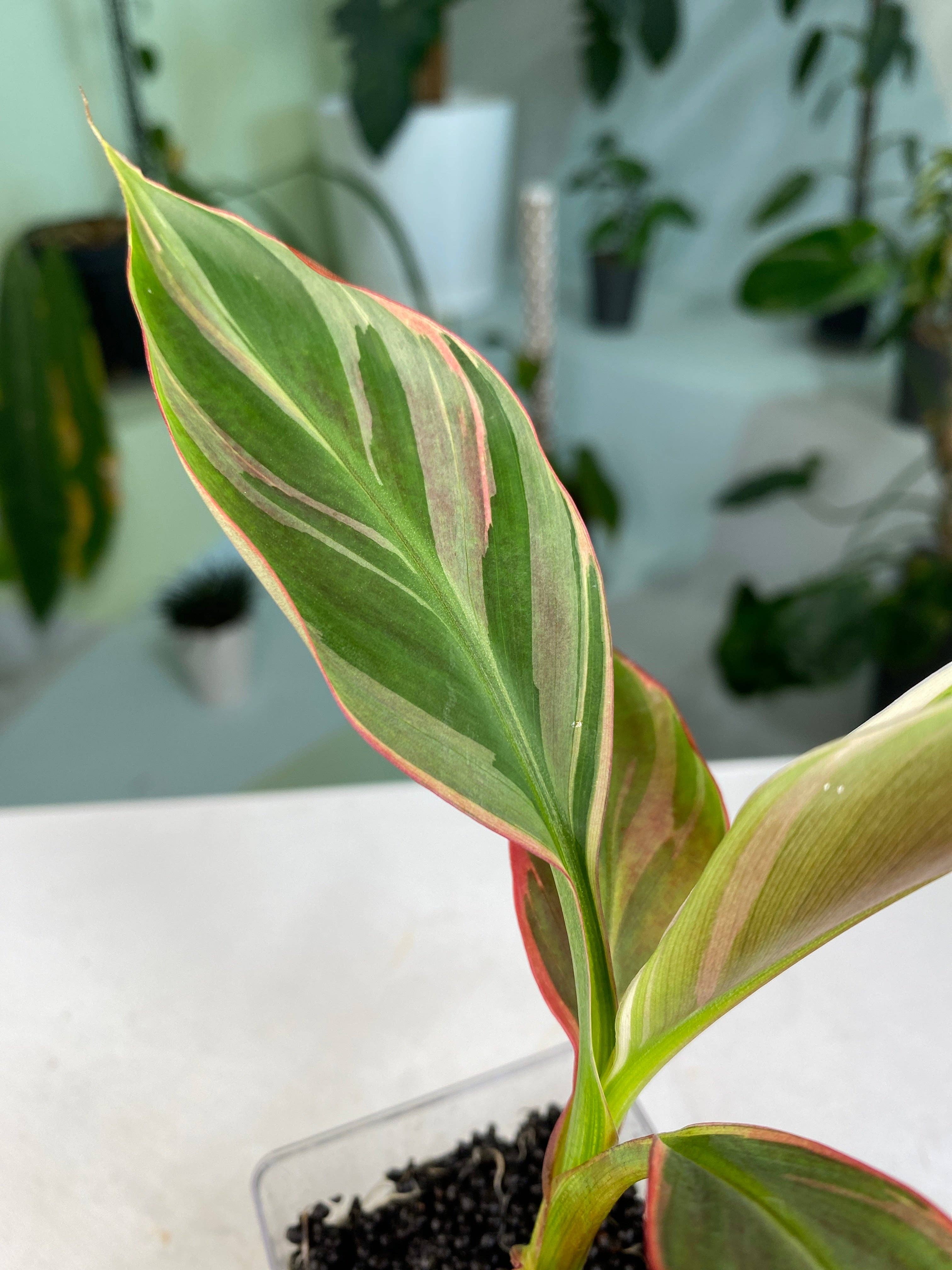 Banana Pink Musa "No No" variegated aka "NoNo" TC Plantlet: In Vitro