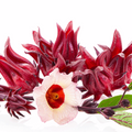 PREORDER Hibiscus Roselle Trio