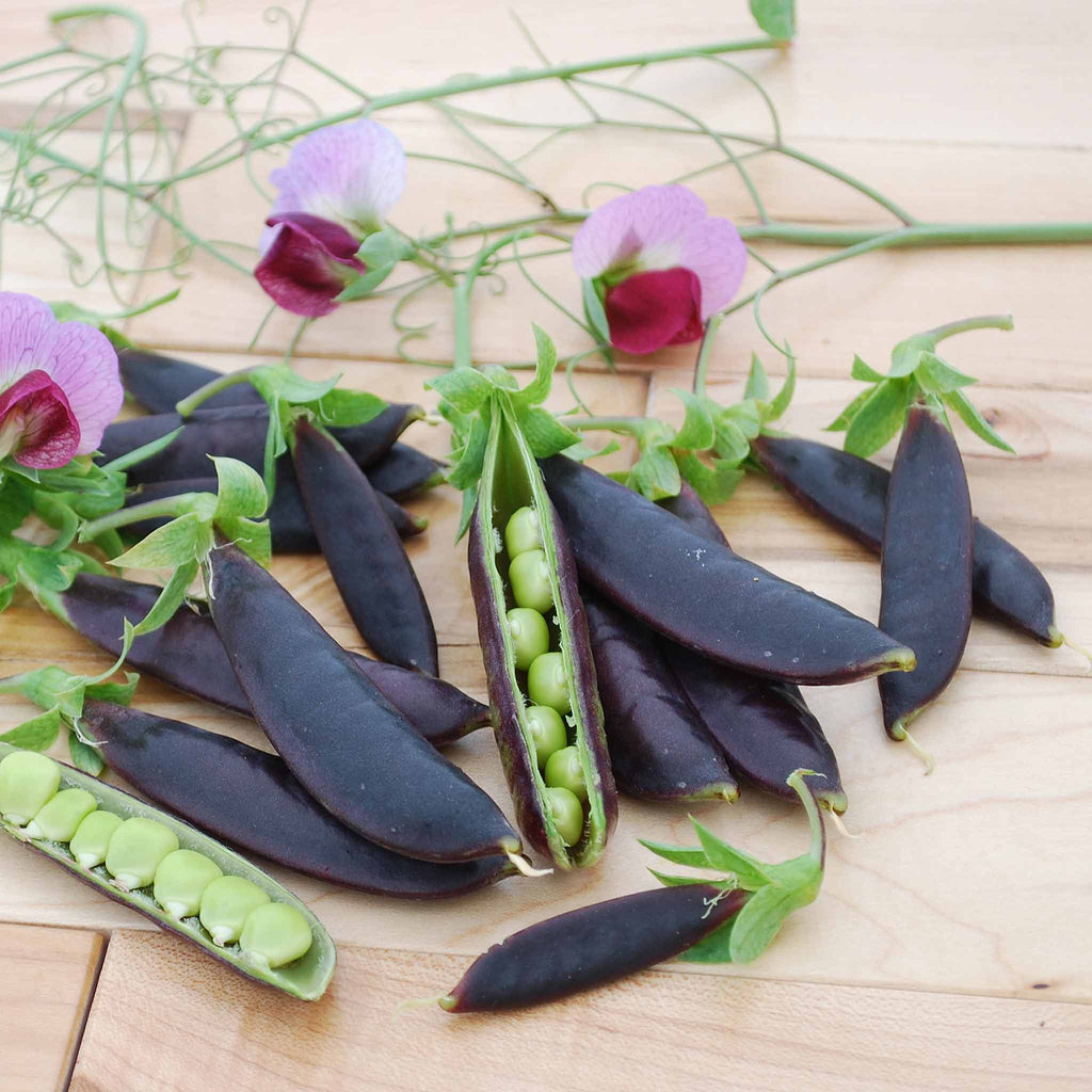 Purple Magnolia Snap Pea Seeds