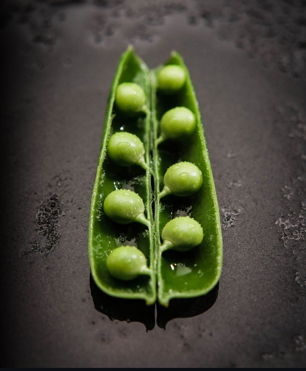 Thomas Laxton Pea Seeds