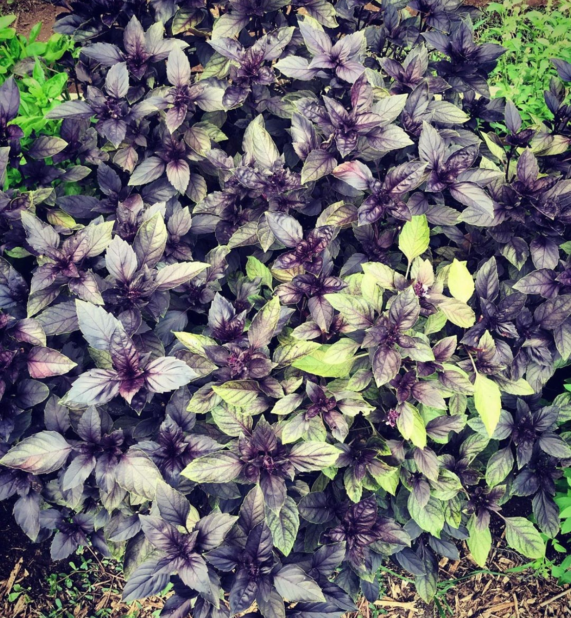 Dark Opal Basil Heirloom Seeds