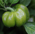 California Wonder (Improved) 300 TMR Sweet Bell Pepper Seeds