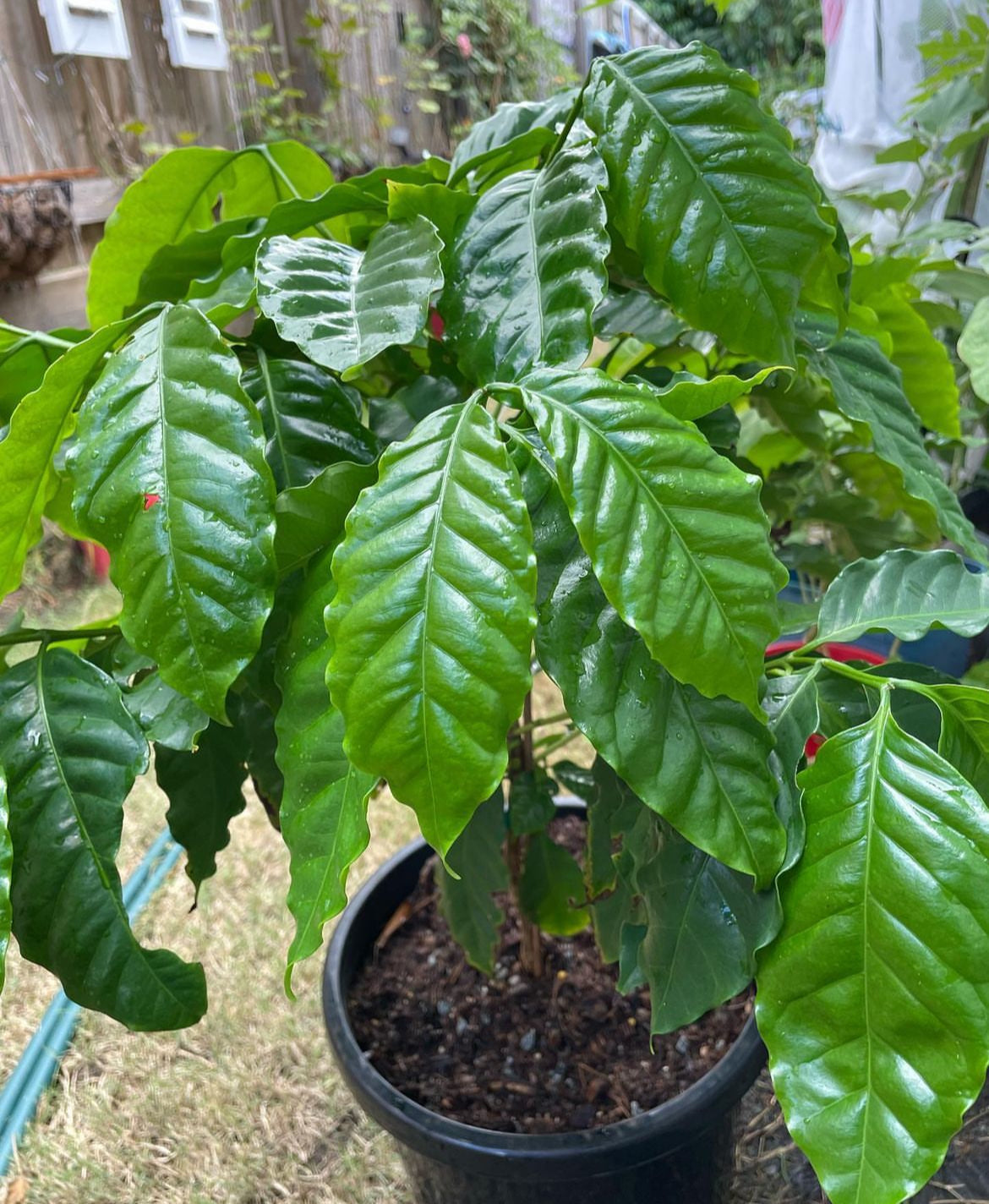 Patio Arabian Coffee Plant