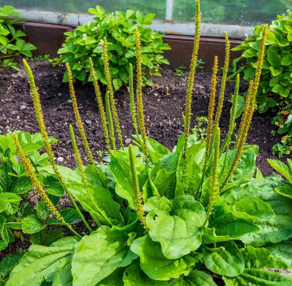 PREORDER Plantain Live Plant