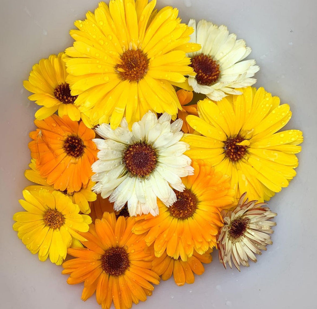 Fancy Mix Calendula Seeds