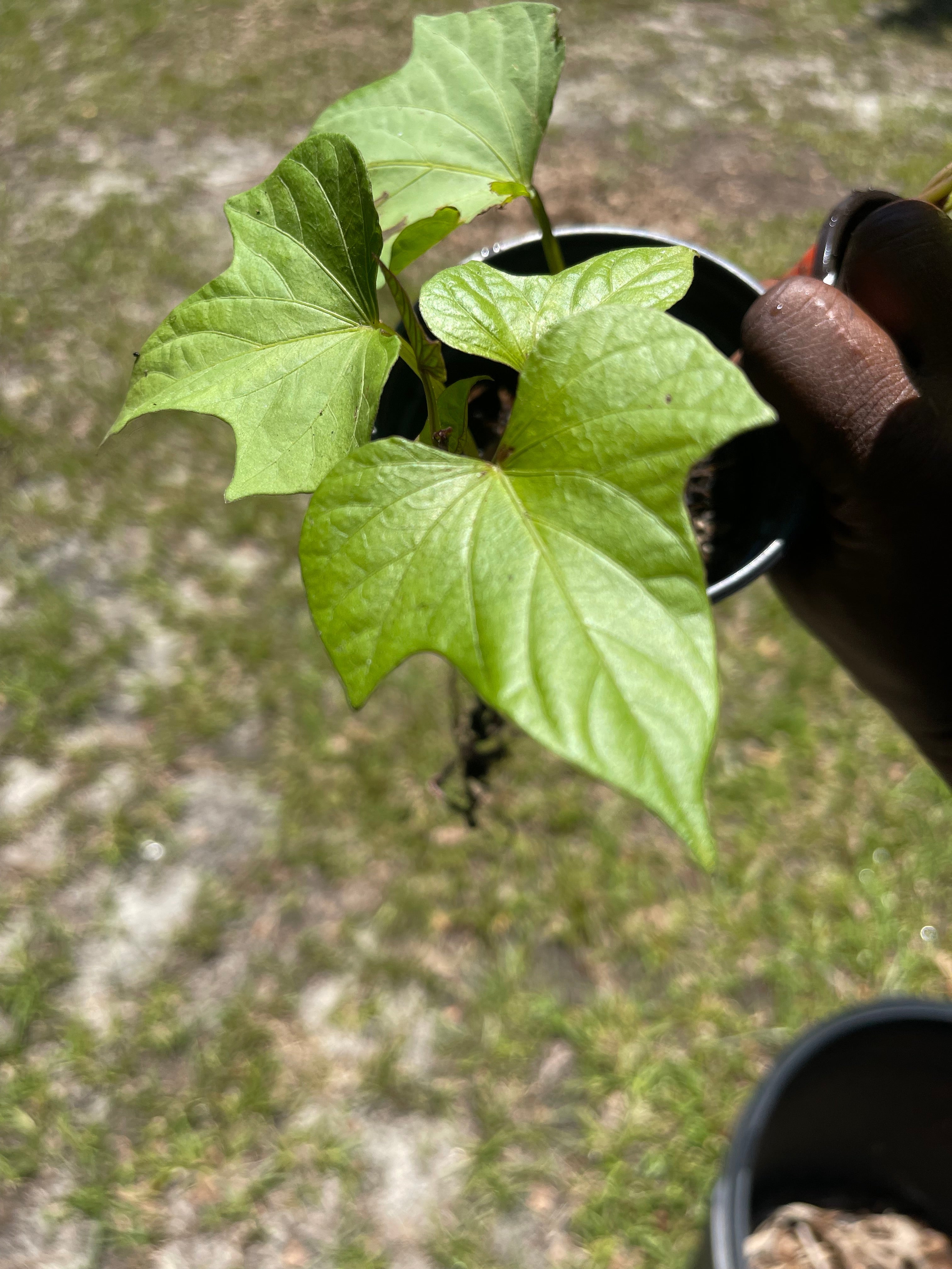 PREORDER Rooted Sweet Potato Plant