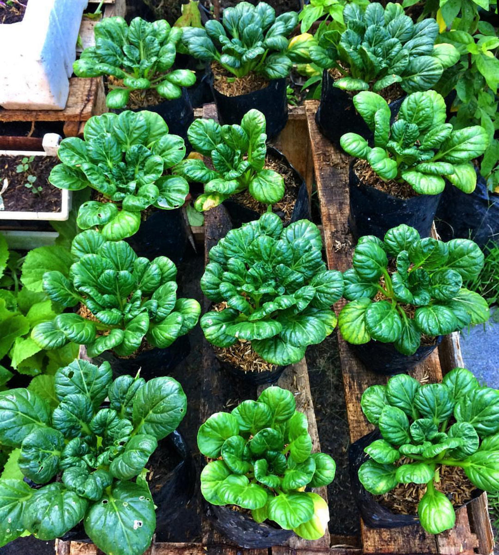Tatsoi Black Knight Mustard Seeds