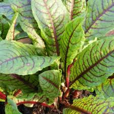 Red Veined Sorrel Panda Seeds