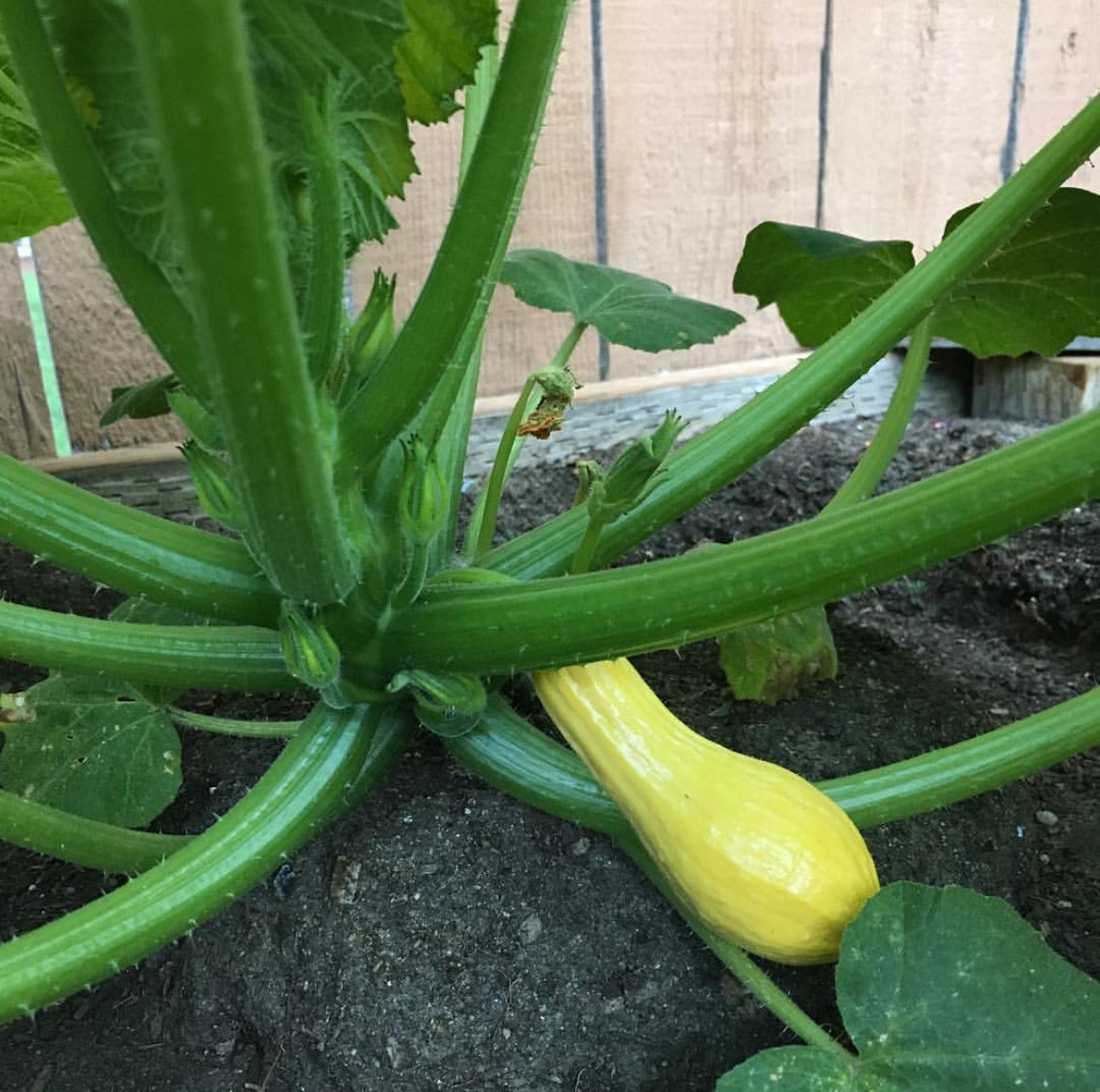 Early Prolific Straightneck Squash Heirloom Seeds