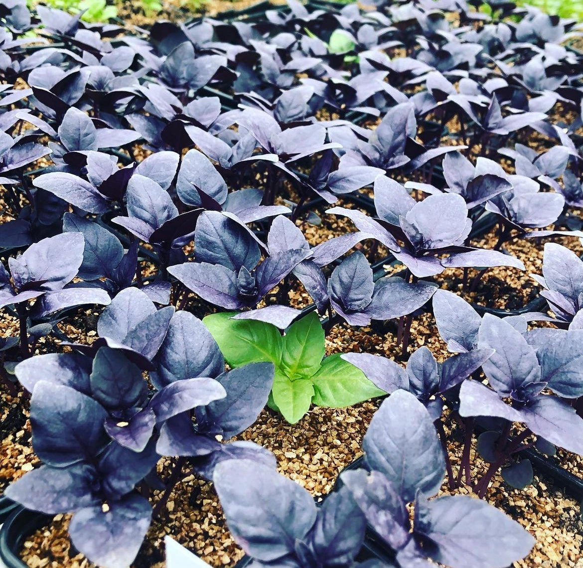 Dark Opal Basil Heirloom Seeds