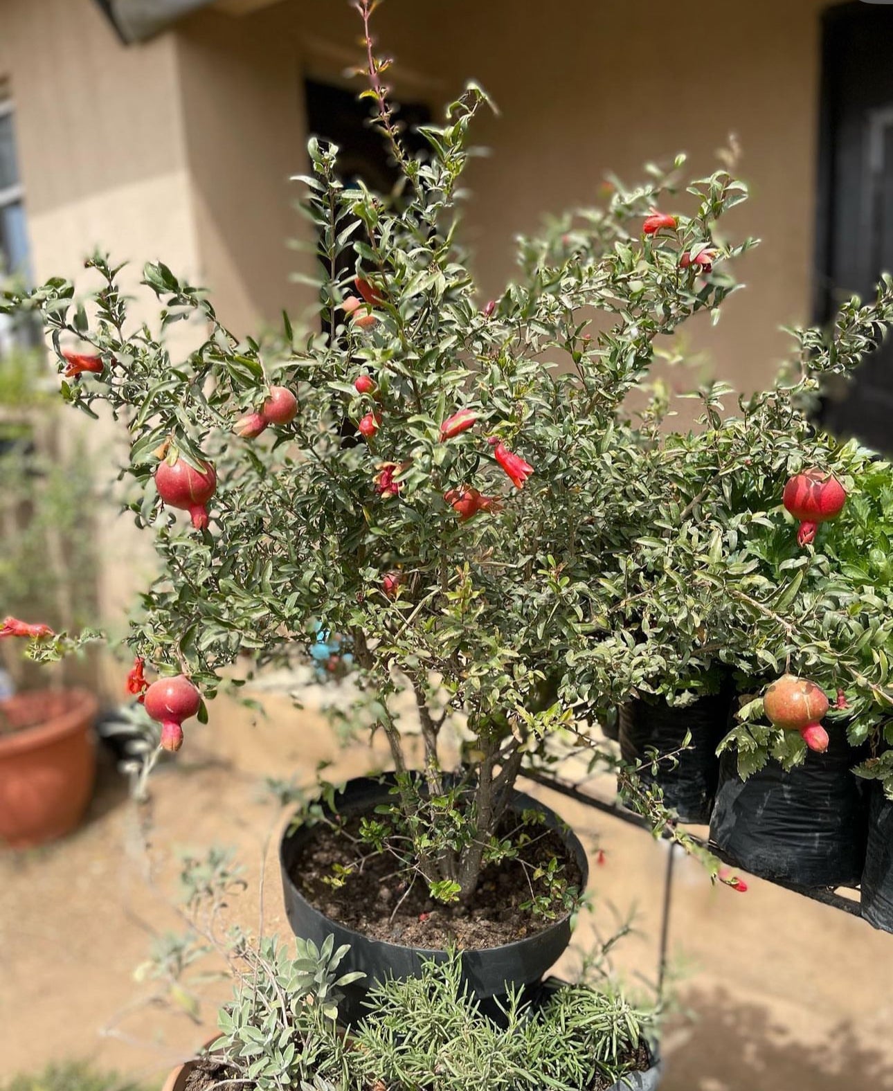 Patio Red Russian Dwarf Pomegranate Live Patio Fruit Tree