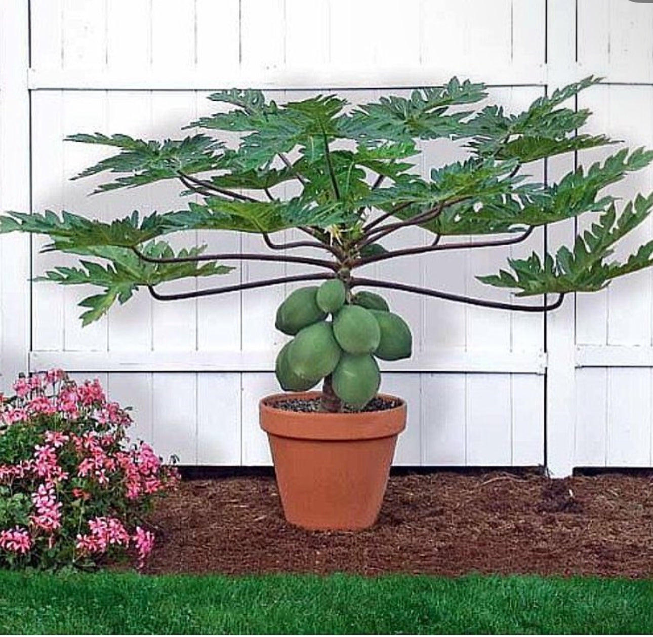 Patio Dwarf Papaya