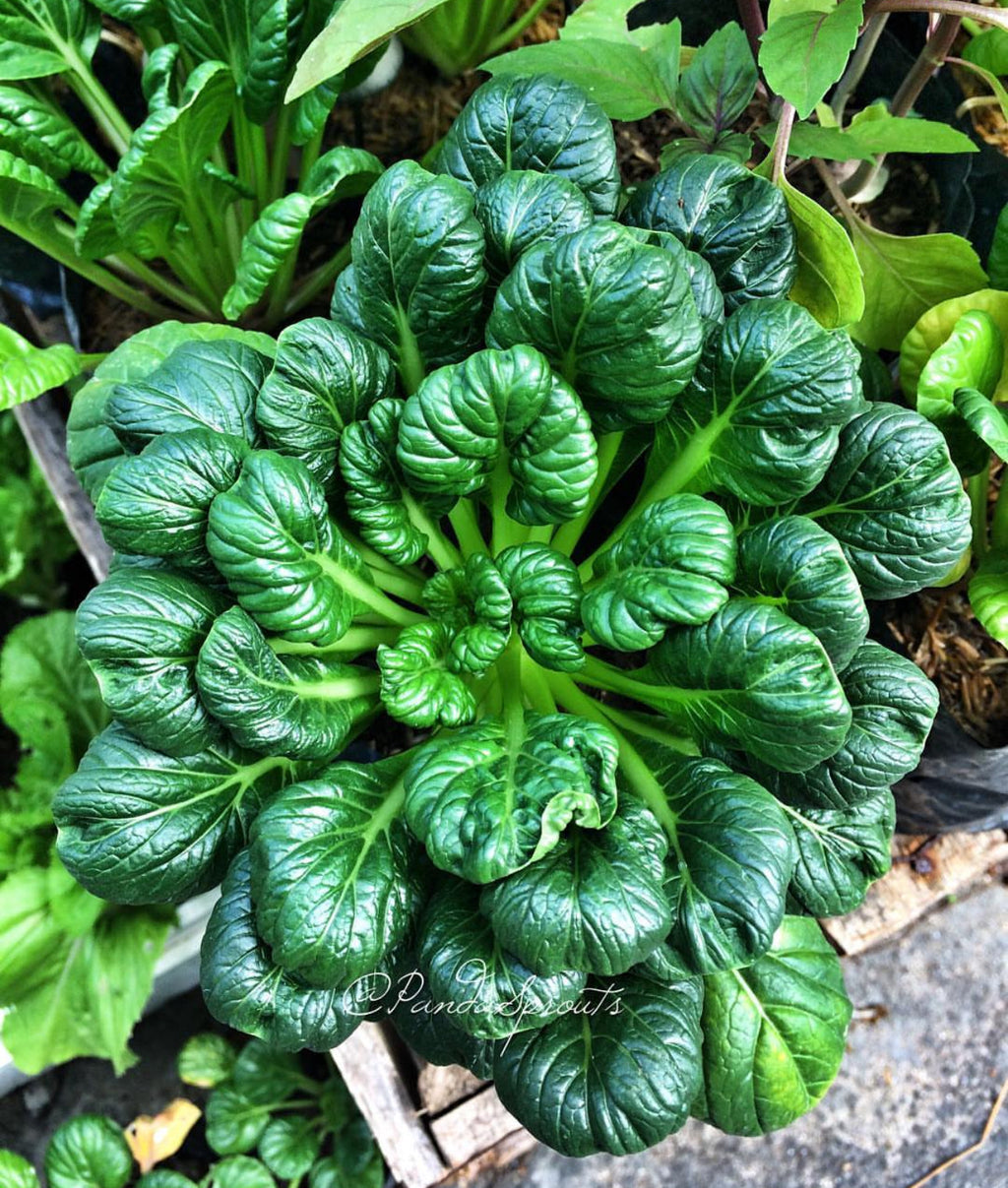 Tatsoi Black Knight Mustard Seeds