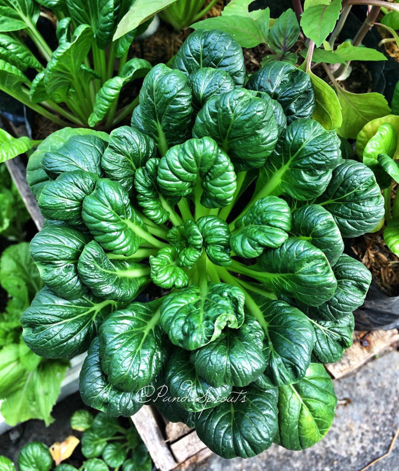 Tatsoi Black Knight Mustard Seeds