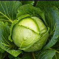Green Express Cabbage Seeds