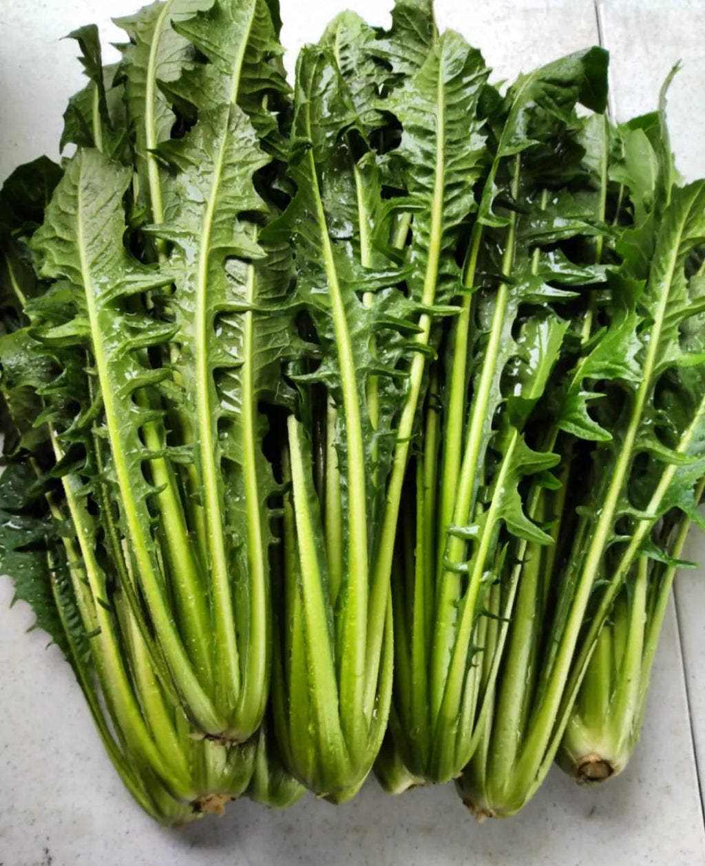 Italian Dandelion Heirloom Seeds
