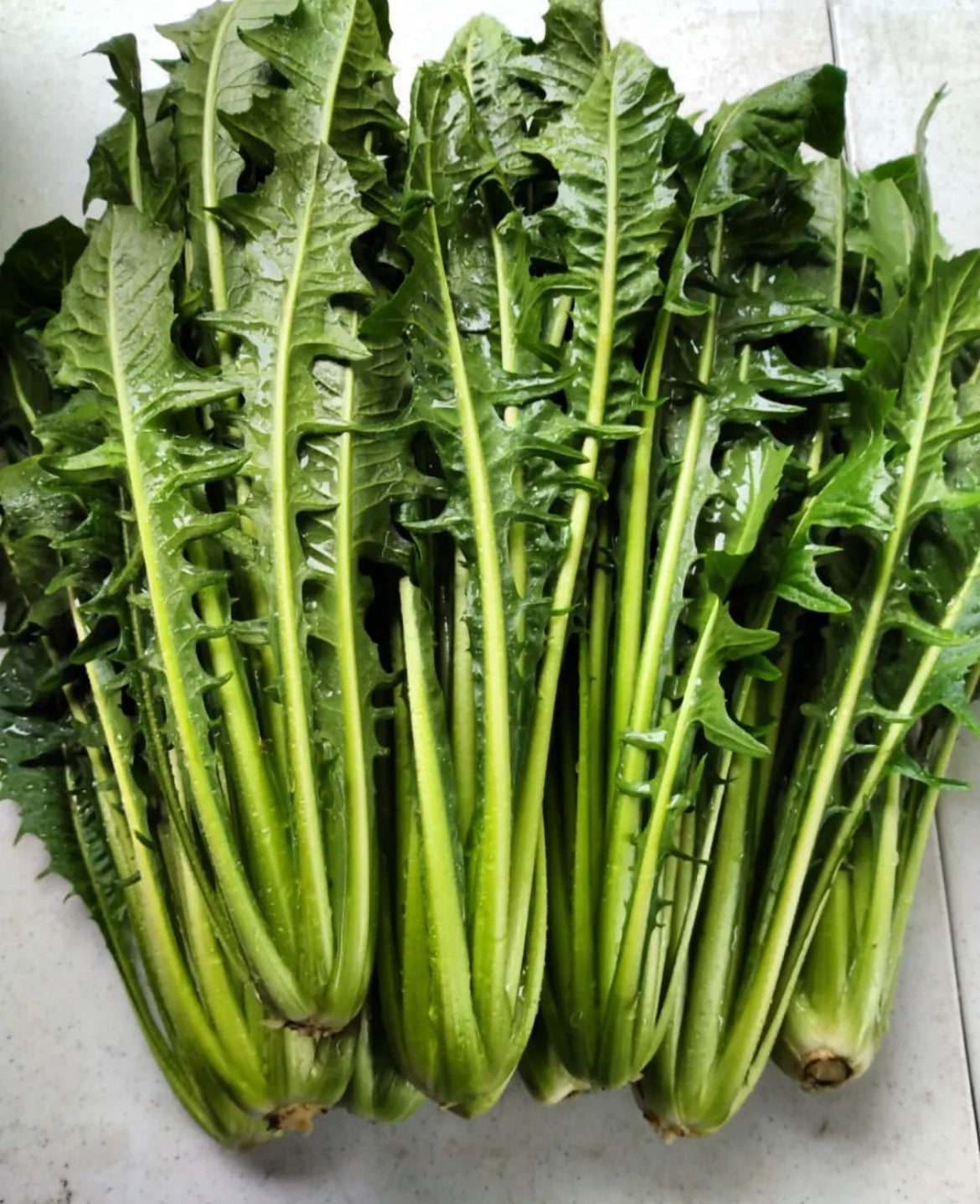 Italian Dandelion Heirloom Seeds