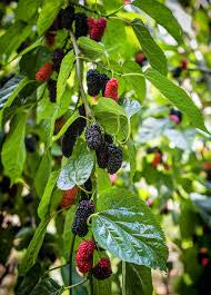 Patio Everbearing Mulberry Bush