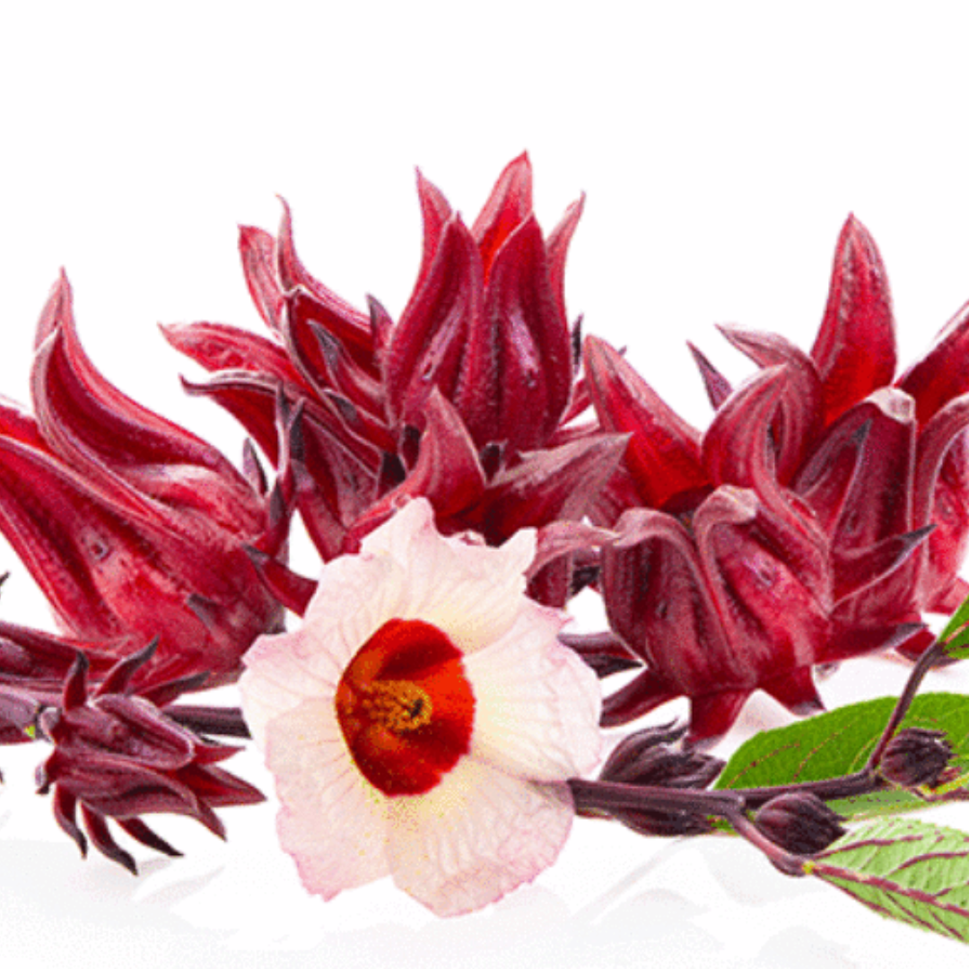 PREORDER
Florida White Hibiscus Roselle