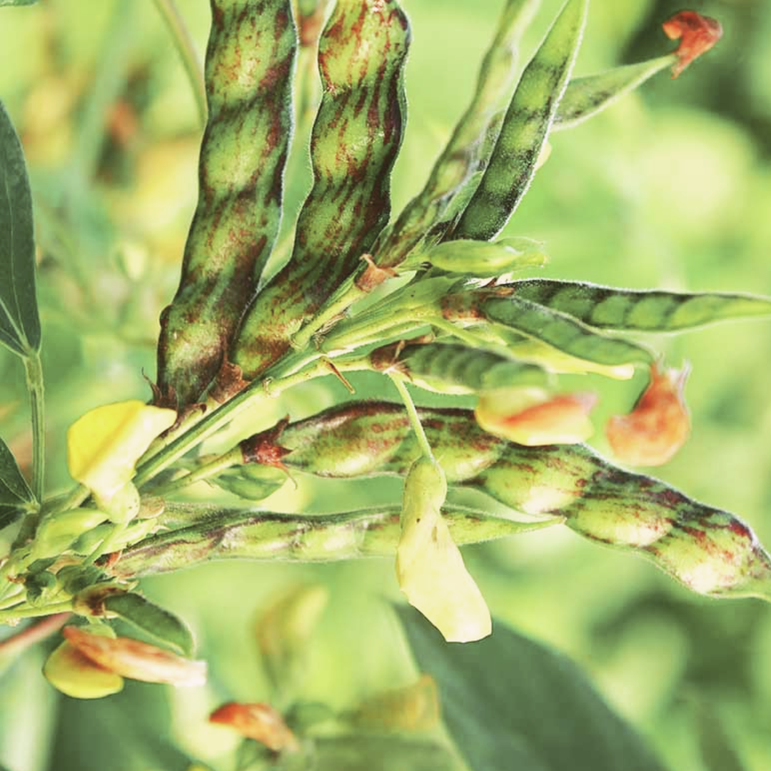 PREORDER Rainbow Pigeon Pea Plant