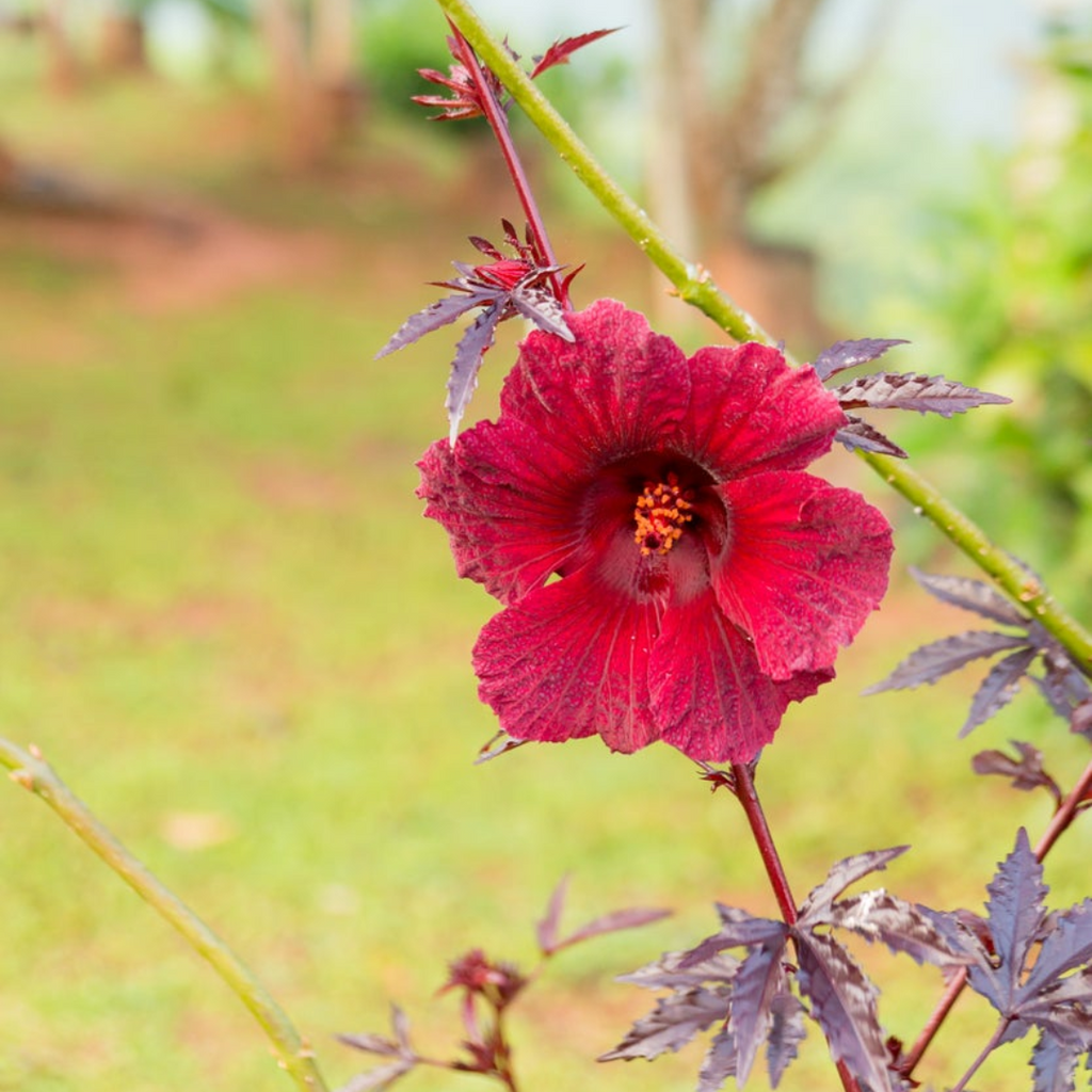 PREORDER Hibiscus Roselle Trio
