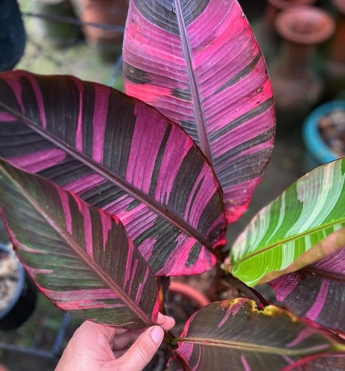 Banana Pink Musa "No No" variegated aka "NoNo" TC Plantlet: In Vitro