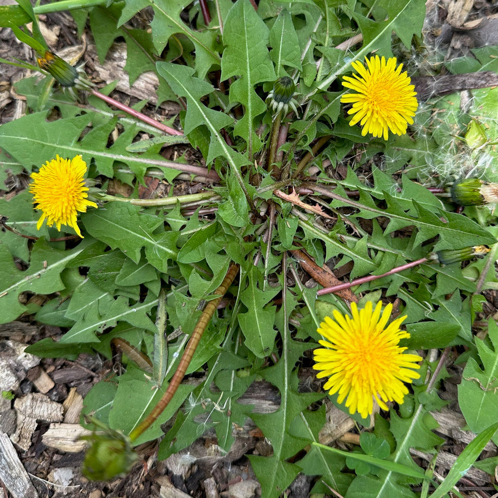 True Dandelion Seeds