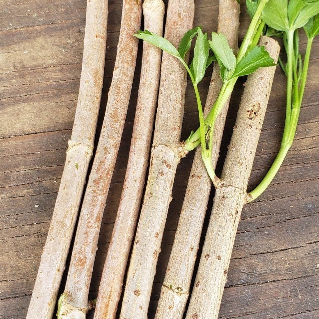 PREORDER Elderberry Cuttings