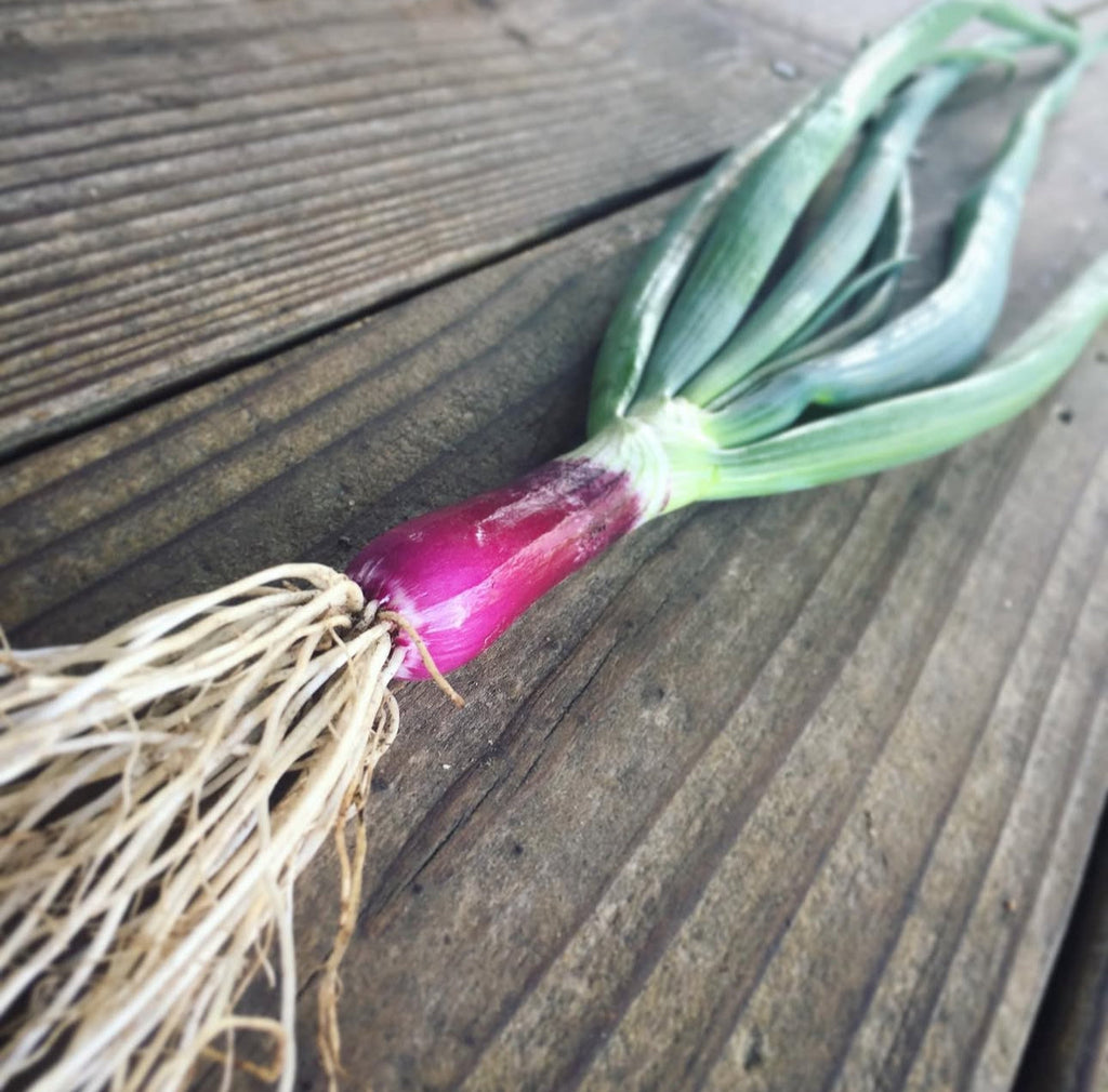 Crimson Forest Bunching Onion Heirloom Seeds