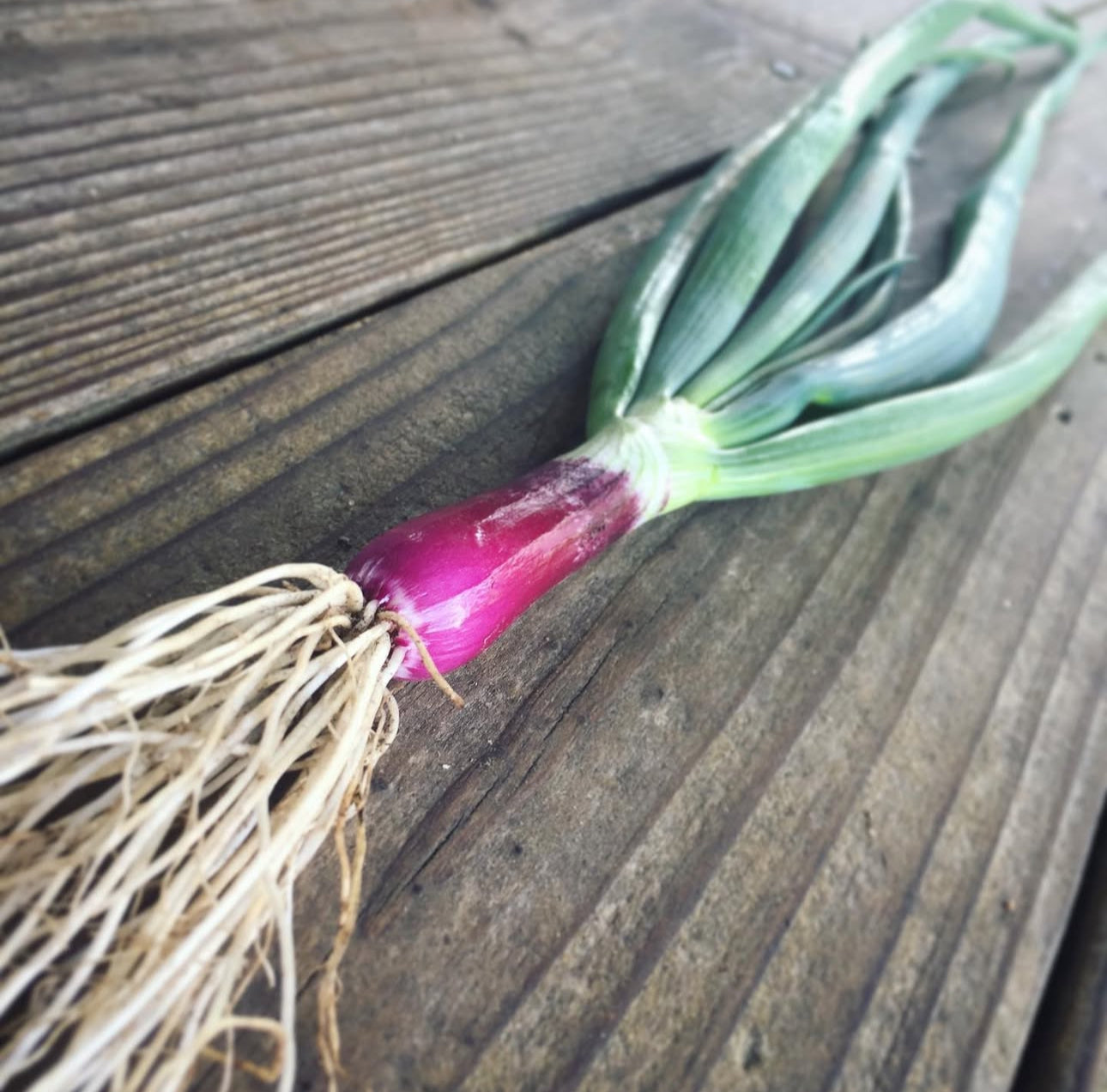 Crimson Forest Bunching Onion Heirloom Seeds